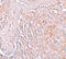 Solute Carrier Family 39 Member 8 antibody, 6095, ProSci Inc, Immunohistochemistry paraffin image 