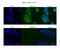 Msh Homeobox 2 antibody, PA5-40367, Invitrogen Antibodies, Immunofluorescence image 