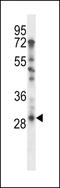 TATA-Box Binding Protein Associated Factor 9 antibody, LS-C161693, Lifespan Biosciences, Western Blot image 