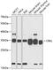 CRK Like Proto-Oncogene, Adaptor Protein antibody, GTX32539, GeneTex, Western Blot image 