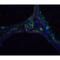 Deoxyribonuclease-2-alpha antibody, LS-B560, Lifespan Biosciences, Immunofluorescence image 