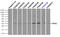 Replication Protein A2 antibody, LS-C114864, Lifespan Biosciences, Flow Cytometry image 