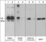 Mitogen-Activated Protein Kinase 1 antibody, EP4071, ECM Biosciences, Western Blot image 