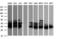 Fetal and adult testis-expressed transcript protein antibody, LS-C174222, Lifespan Biosciences, Western Blot image 