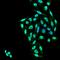 PPT antibody, orb376709, Biorbyt, Immunofluorescence image 
