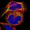 ACAT-1 antibody, NBP1-89285, Novus Biologicals, Immunofluorescence image 