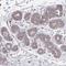 Family With Sequence Similarity 241 Member A antibody, NBP2-37990, Novus Biologicals, Immunohistochemistry frozen image 