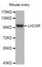 Luteinizing Hormone/Choriogonadotropin Receptor antibody, abx004786, Abbexa, Western Blot image 