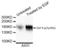 EGFR antibody, AHP2589, Bio-Rad (formerly AbD Serotec) , Western Blot image 