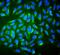 Aldehyde dehydrogenase, mitochondrial antibody, M00546-2, Boster Biological Technology, Immunofluorescence image 