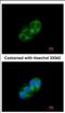 SH3 And Cysteine Rich Domain antibody, NBP2-20498, Novus Biologicals, Immunofluorescence image 