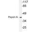 Pepsin A antibody, LS-C177737, Lifespan Biosciences, Western Blot image 