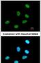 Regulation Of Nuclear Pre-MRNA Domain Containing 1A antibody, PA5-30668, Invitrogen Antibodies, Immunofluorescence image 