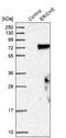 Glutamate Rich 5 antibody, NBP1-93789, Novus Biologicals, Western Blot image 