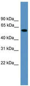 Rap1 GTPase-GDP dissociation stimulator 1 antibody, TA342683, Origene, Western Blot image 