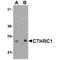 Collagen Triple Helix Repeat Containing 1 antibody, TA349144, Origene, Western Blot image 