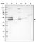 Mitochondrial Ribosomal Protein L38 antibody, HPA023135, Atlas Antibodies, Western Blot image 