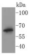 Bactericidal Permeability Increasing Protein antibody, NBP2-67694, Novus Biologicals, Immunohistochemistry paraffin image 