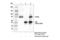 VPS35 Retromer Complex Component antibody, 81453S, Cell Signaling Technology, Immunoprecipitation image 