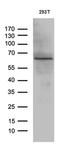 Kruppel Like Factor 11 antibody, MA5-27382, Invitrogen Antibodies, Western Blot image 