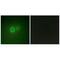 Lecithin retinol acyltransferase antibody, A03362, Boster Biological Technology, Immunofluorescence image 
