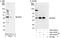 NudE Neurodevelopment Protein 1 antibody, A301-972A, Bethyl Labs, Immunoprecipitation image 