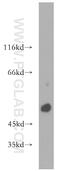 Receptor activity-modifying protein 3 antibody, 11861-1-AP, Proteintech Group, Western Blot image 
