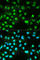 Protein Phosphatase 3 Catalytic Subunit Alpha antibody, A1063, ABclonal Technology, Immunofluorescence image 