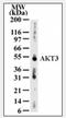 RAC-gamma serine/threonine-protein kinase antibody, AM06001PU-N, Origene, Western Blot image 