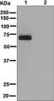 Forkhead Box O4 antibody, ab128908, Abcam, Western Blot image 