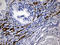 Spermatogenesis Associated 46 antibody, LS-C795761, Lifespan Biosciences, Immunohistochemistry paraffin image 