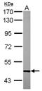 Sestrin-1 antibody, NBP2-20316, Novus Biologicals, Western Blot image 