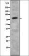 Semaphorin 3C antibody, orb337406, Biorbyt, Western Blot image 