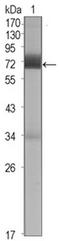Cerberus 1, DAN Family BMP Antagonist antibody, AM06406SU-N, Origene, Western Blot image 
