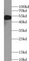 Caspase 2 antibody, FNab01287, FineTest, Western Blot image 