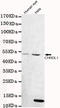 Chordin Like 1 antibody, STJ99125, St John