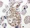 BCL2 Associated Athanogene 5 antibody, LS-C313220, Lifespan Biosciences, Immunohistochemistry frozen image 