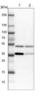 Fasciculation and elongation protein zeta-2 antibody, NBP1-90909, Novus Biologicals, Western Blot image 