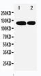 RB Transcriptional Corepressor Like 1 antibody, LS-C313031, Lifespan Biosciences, Western Blot image 