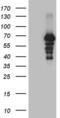Proline Dehydrogenase 1 antibody, MA5-27320, Invitrogen Antibodies, Western Blot image 