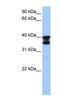 Solute Carrier Family 25 Member 31 antibody, NBP1-59561, Novus Biologicals, Western Blot image 