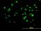 Cullin 4B antibody, H00008450-B01P, Novus Biologicals, Immunocytochemistry image 
