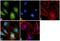 Wnt Family Member 4 antibody, 701857, Invitrogen Antibodies, Immunofluorescence image 