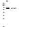 Amyloid Beta Precursor Protein Binding Protein 2 antibody, STJ97627, St John