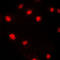 Minichromosome Maintenance Complex Component 5 antibody, LS-C352495, Lifespan Biosciences, Immunofluorescence image 