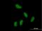 Potassium Channel Tetramerization Domain Containing 15 antibody, H00079047-B01P, Novus Biologicals, Immunocytochemistry image 