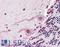 NIMA Related Kinase 7 antibody, LS-A7163, Lifespan Biosciences, Immunohistochemistry frozen image 