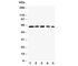 RELB Proto-Oncogene, NF-KB Subunit antibody, R30901, NSJ Bioreagents, Western Blot image 