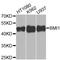 BMI1 Proto-Oncogene, Polycomb Ring Finger antibody, A0211, ABclonal Technology, Western Blot image 