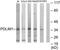 PDZ and LIM domain protein 1 antibody, TA312393, Origene, Western Blot image 